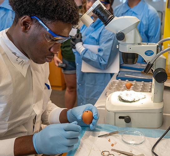 youth in labratory gear looks at a chicken egg in a lab