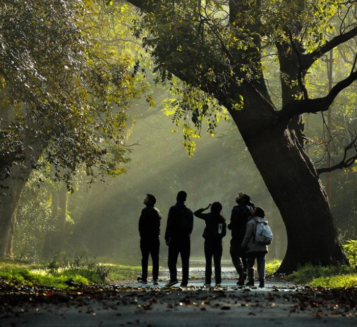 A group of people walk in the woods