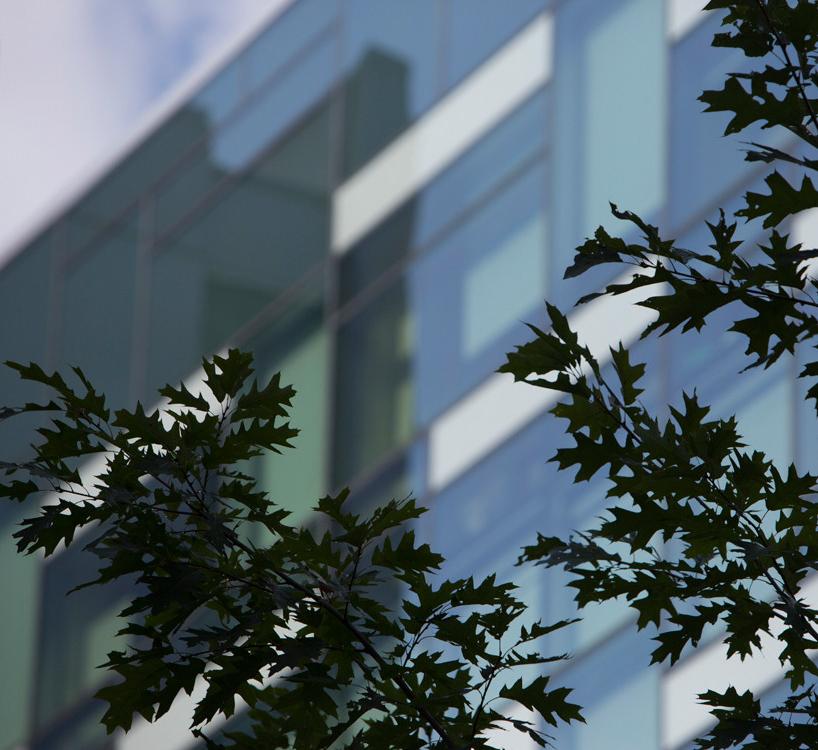 HEB with tree branches in front 