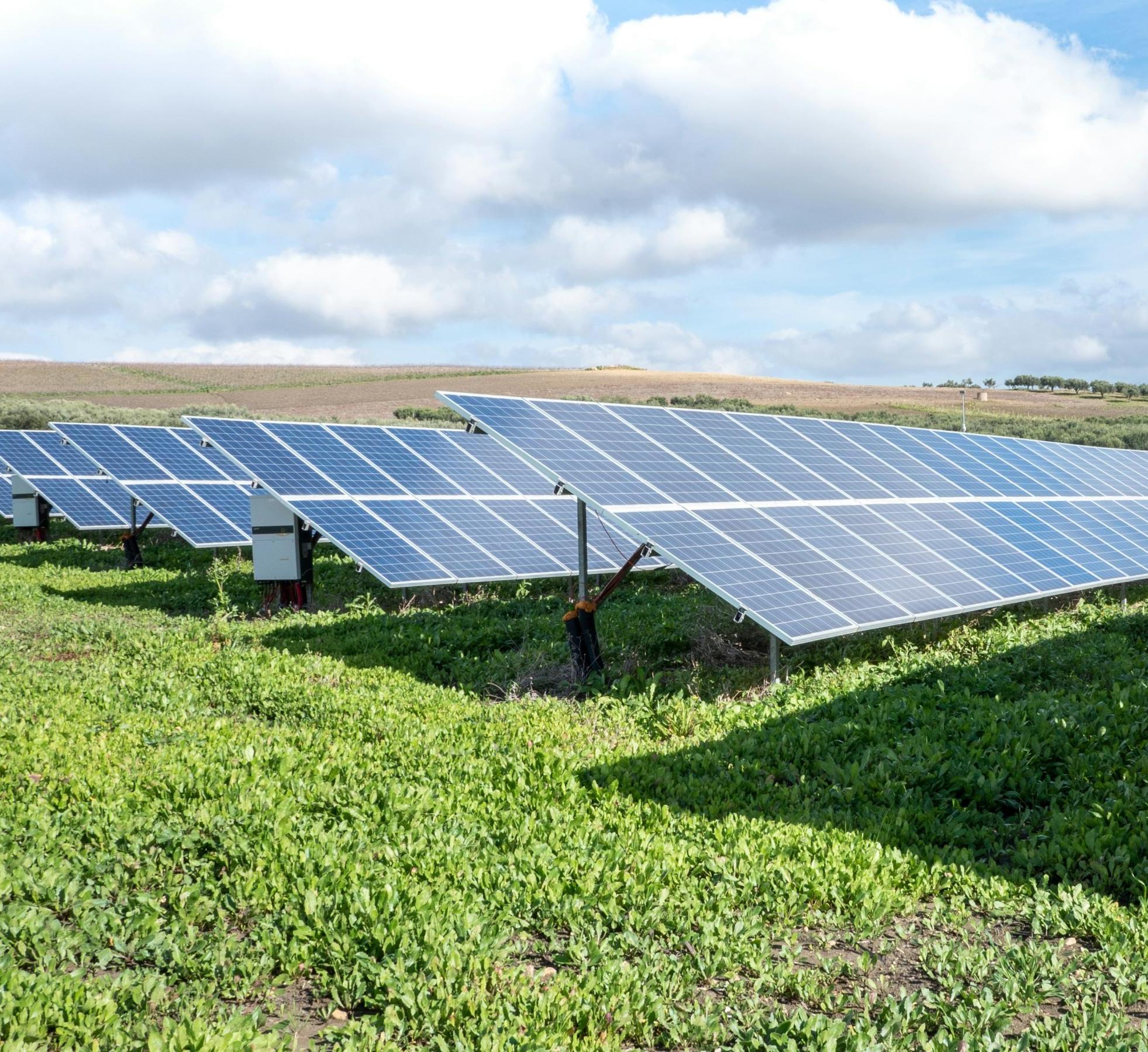 Commercial solar panels in a field 