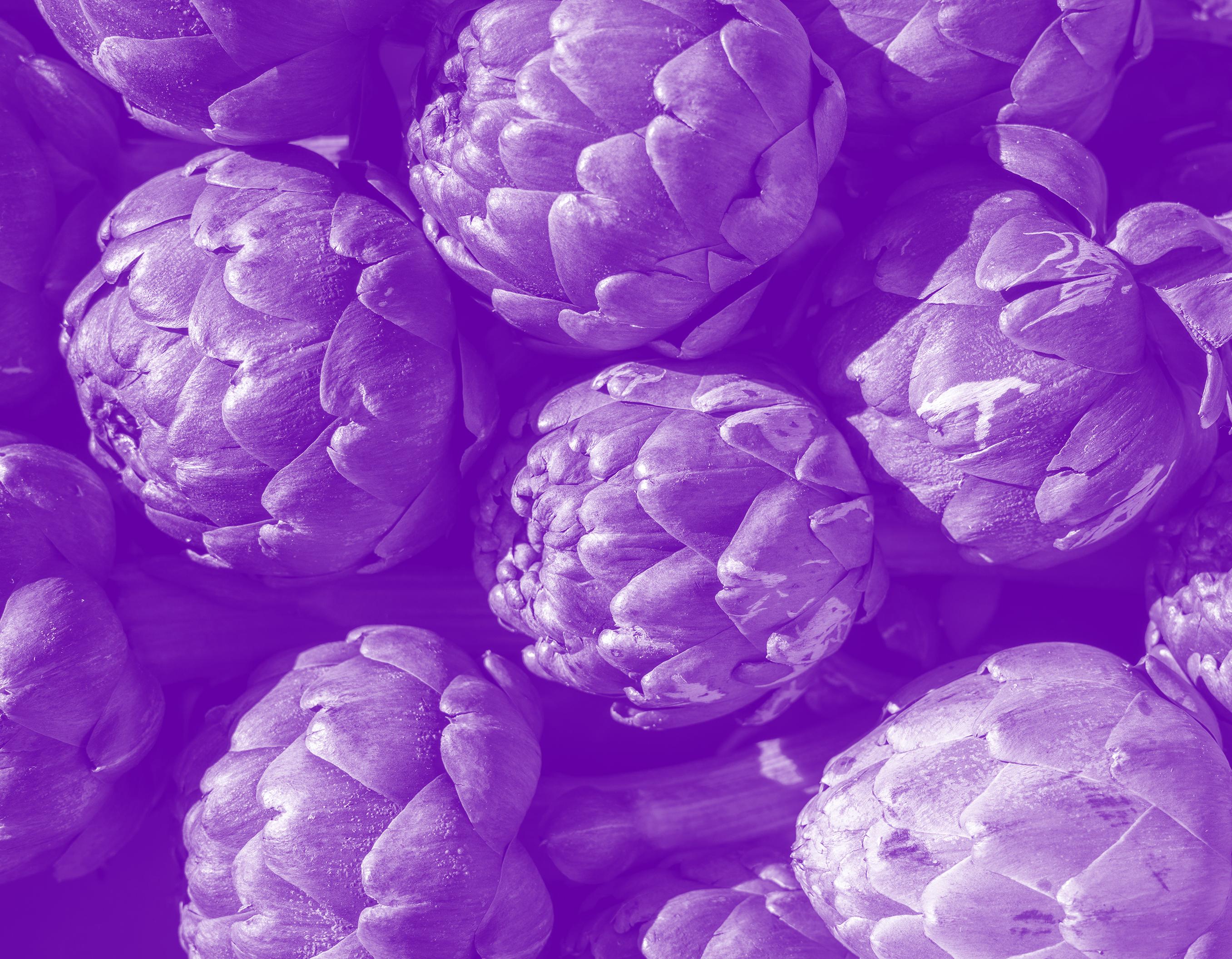 purple tinted artichokes