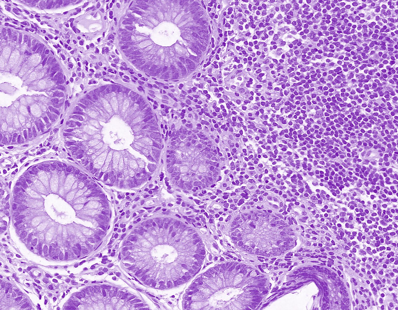 cells