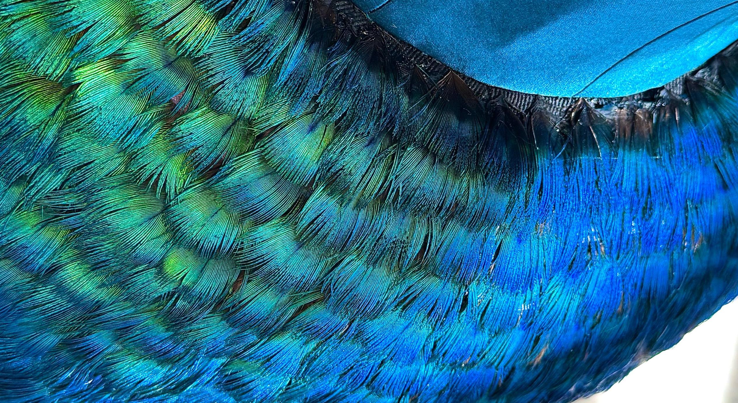 Peacock feather skirt on blue dress