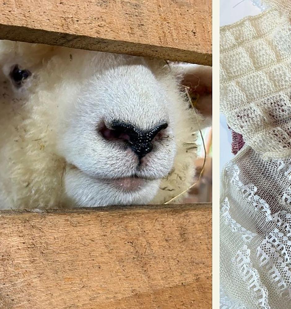 A sheep looking through a fence and knitted swatches.