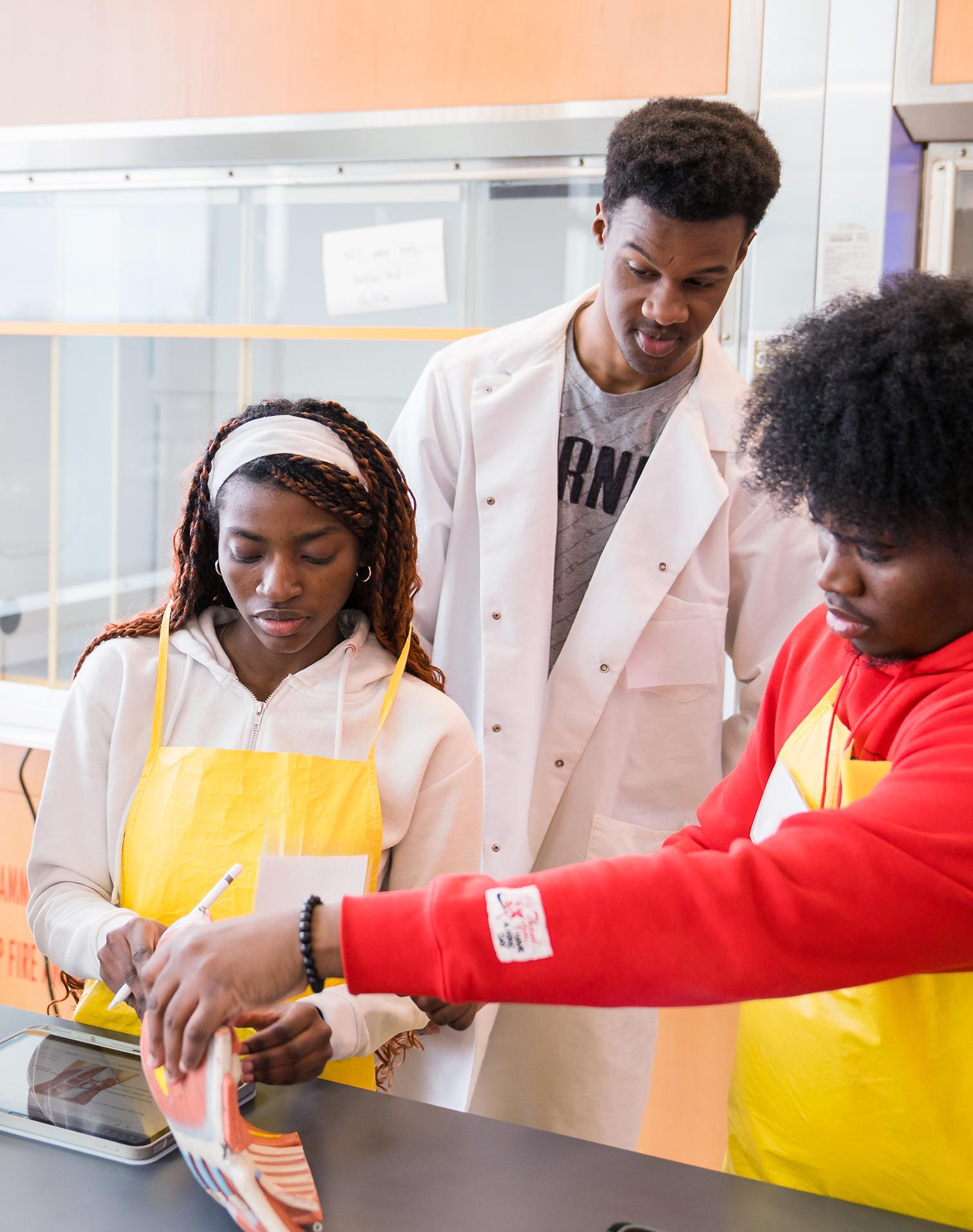 four students in an anatomy lab examining a biological model of muscles
