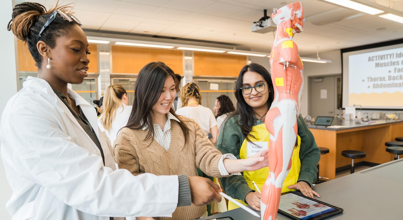 three students identify muscles in anatomy lab