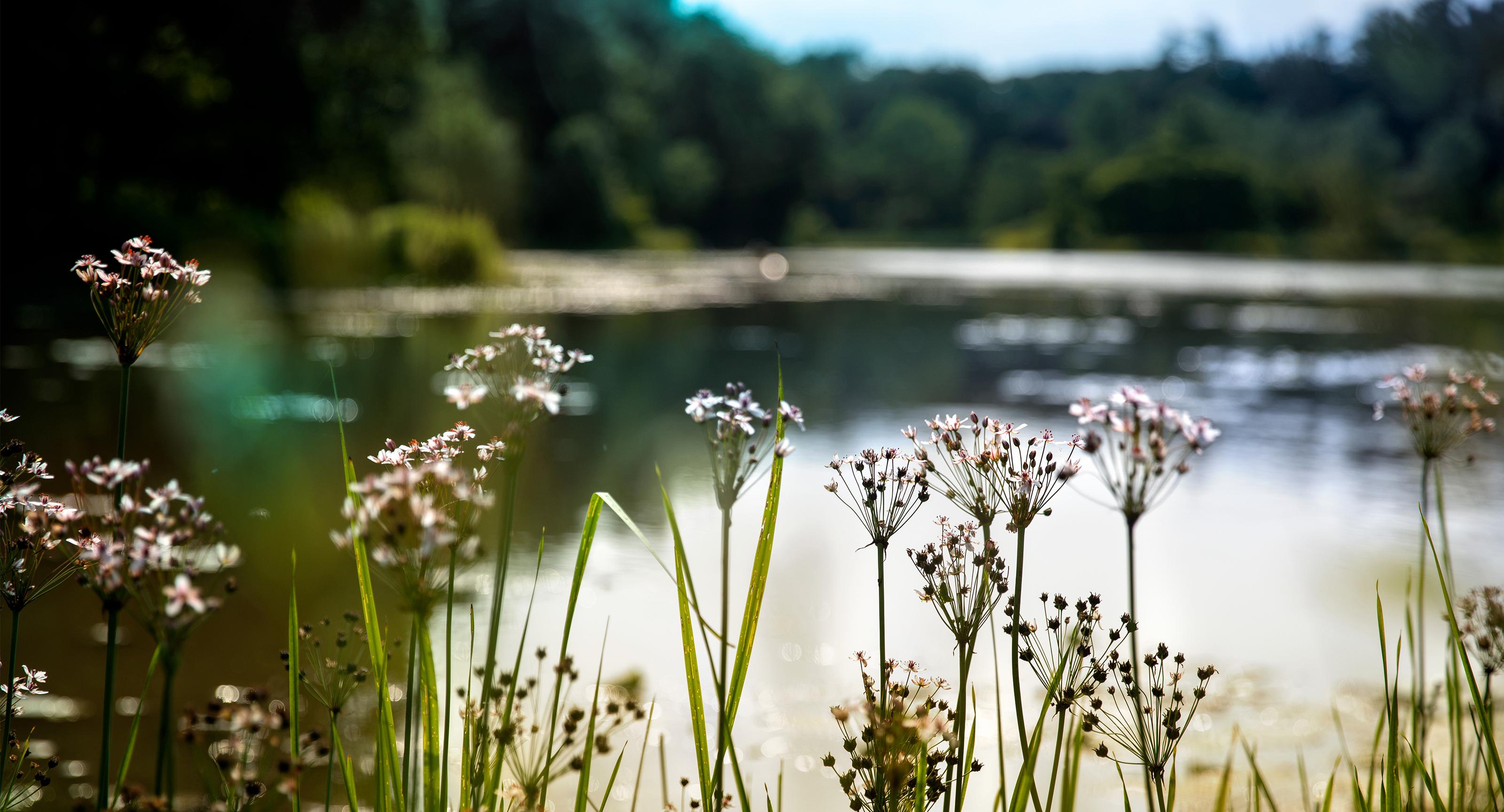 scenic view of a lake with flowers in the foreground