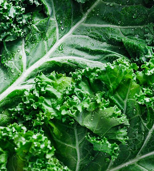 close up of kale