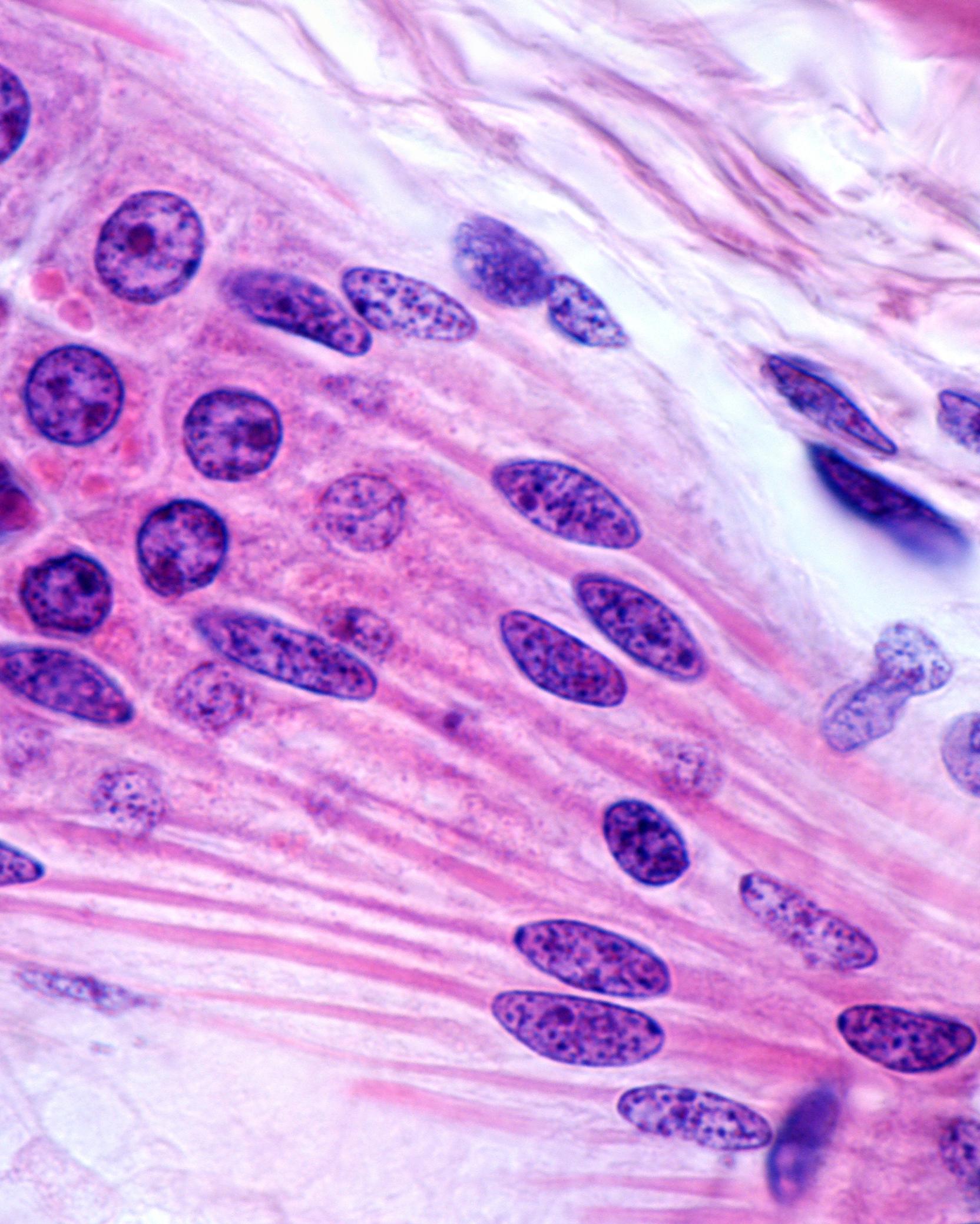 close up of human cells