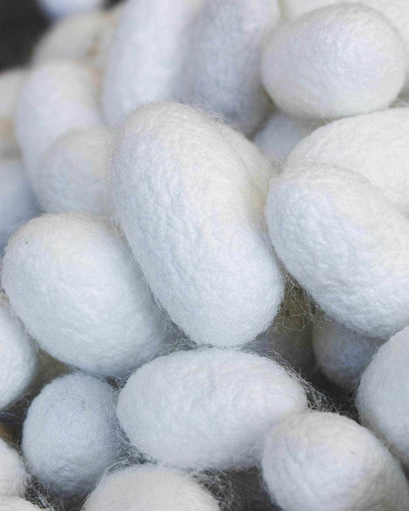 close up of silk pods