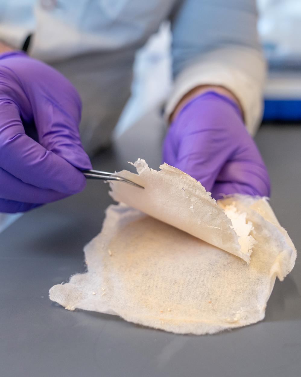 purple gloved hands usng tweezers to separate discs of fabric