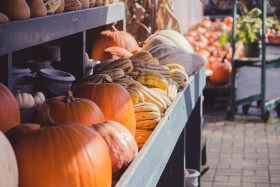 row of pumpkins