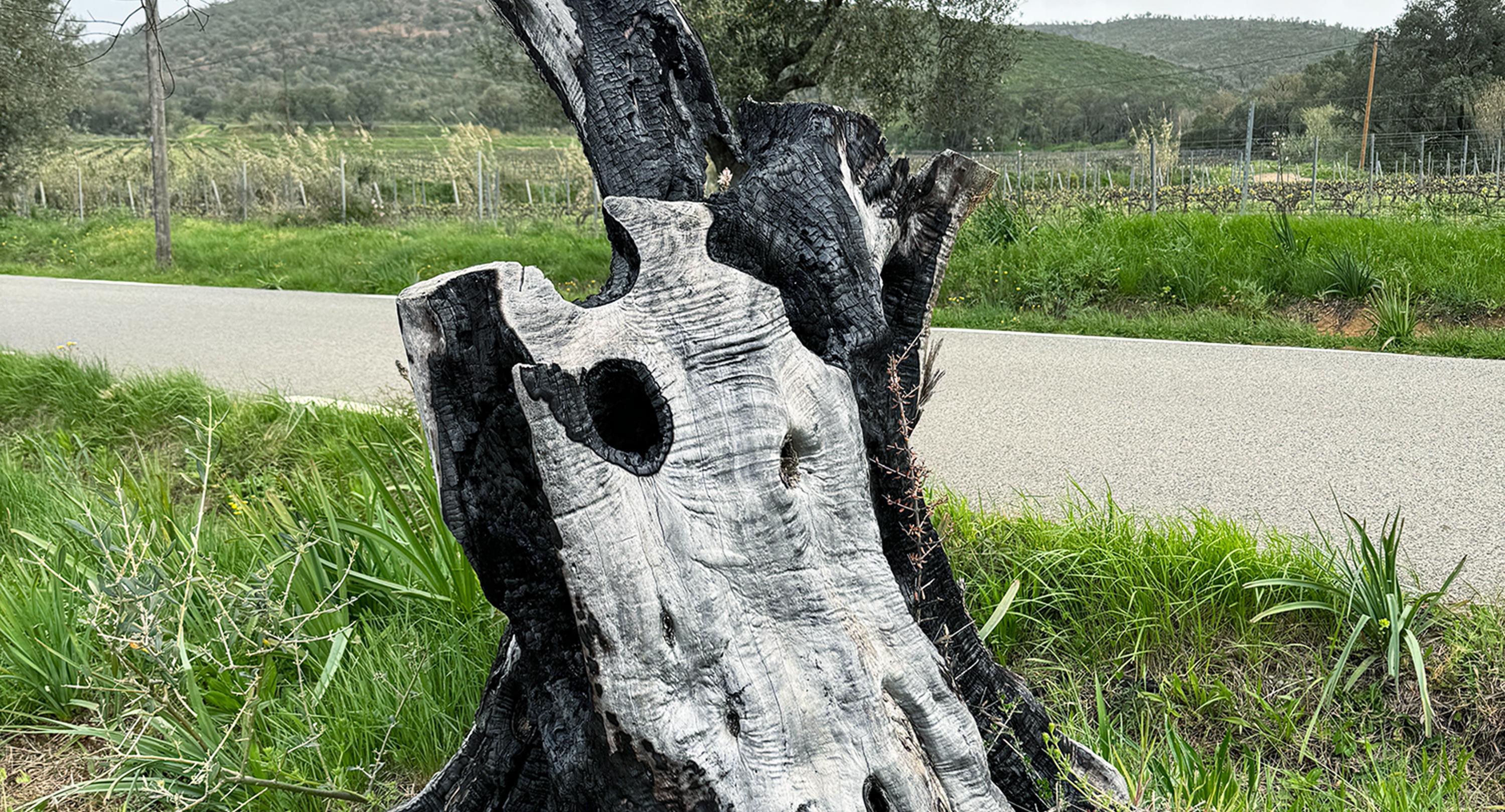 Burst olive tree in France