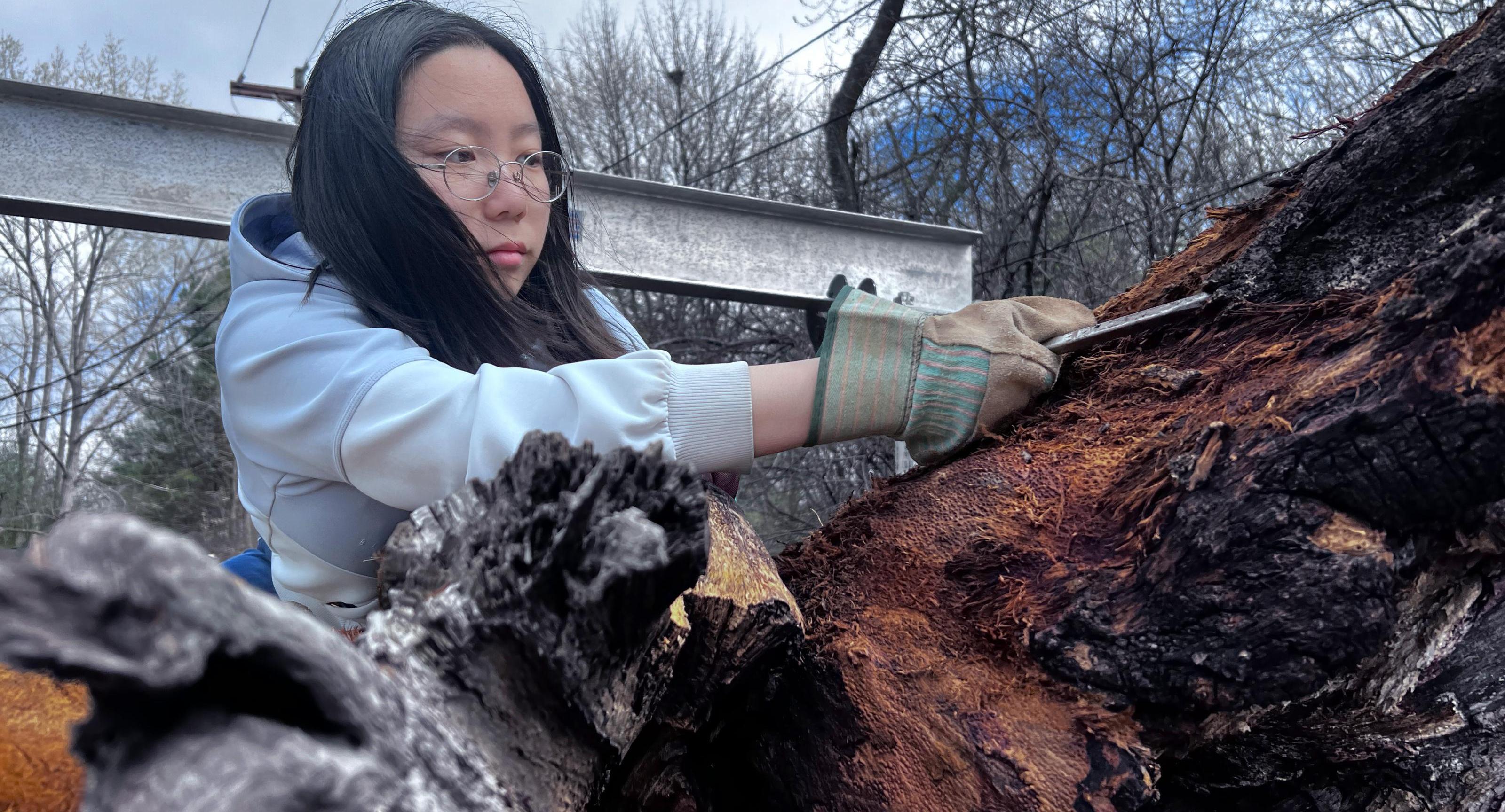 A student peels bark off of a tree