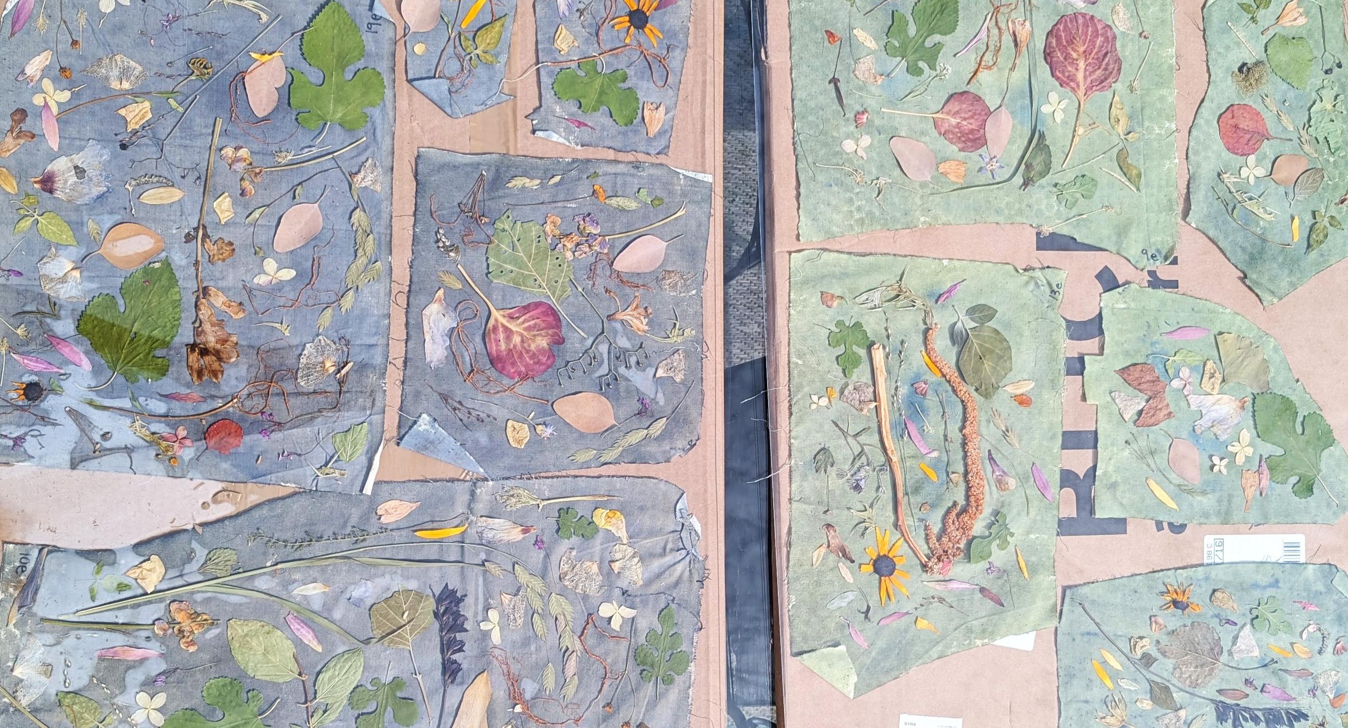 Cyanotype printing in progress