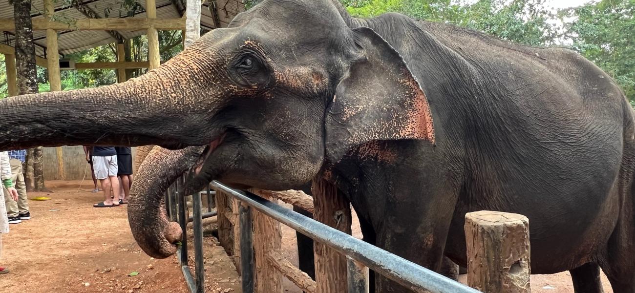 Elephant with trunk extended