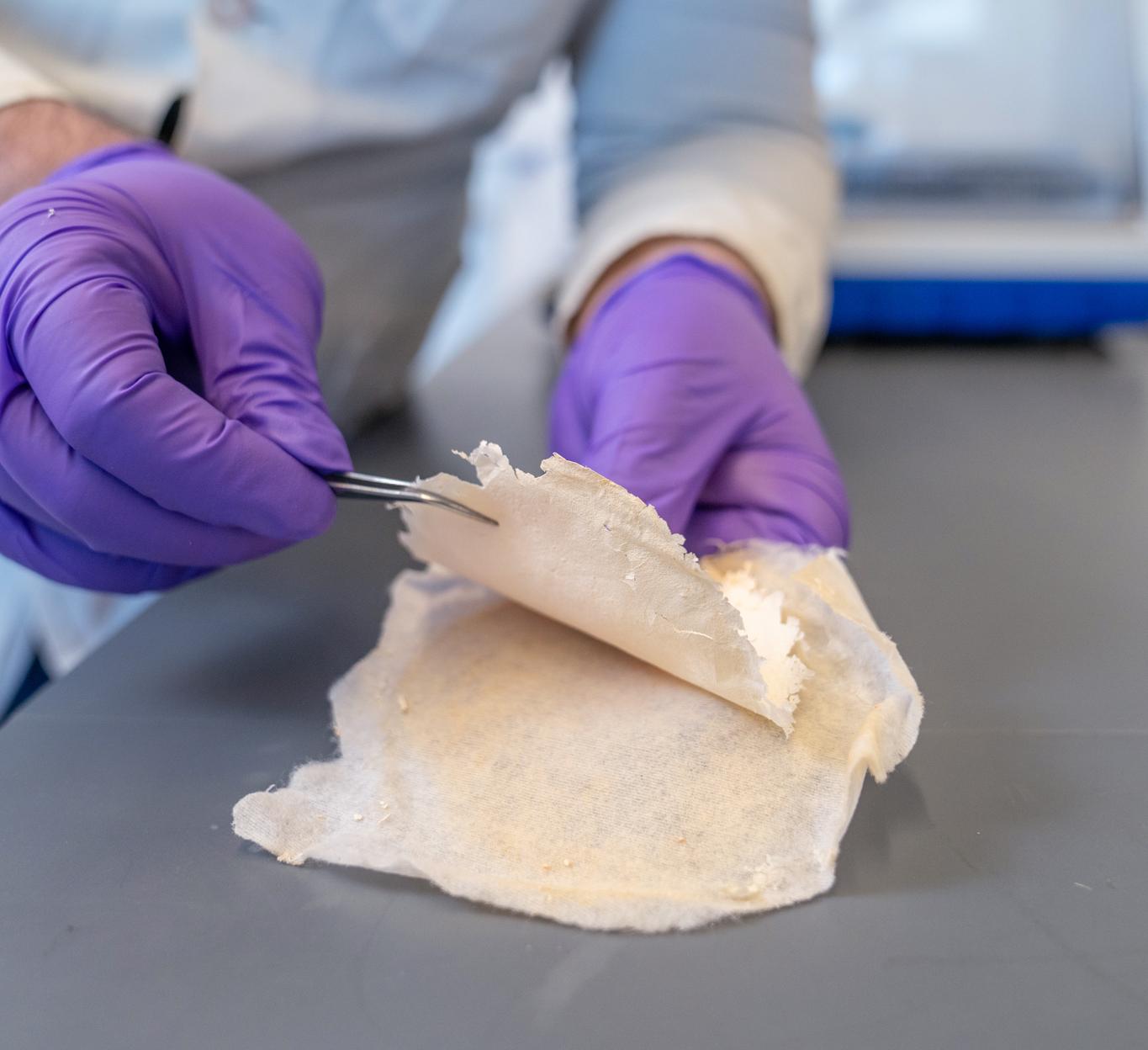 purple-gloved hands use tweezers to pull back a layer of off-white papery material