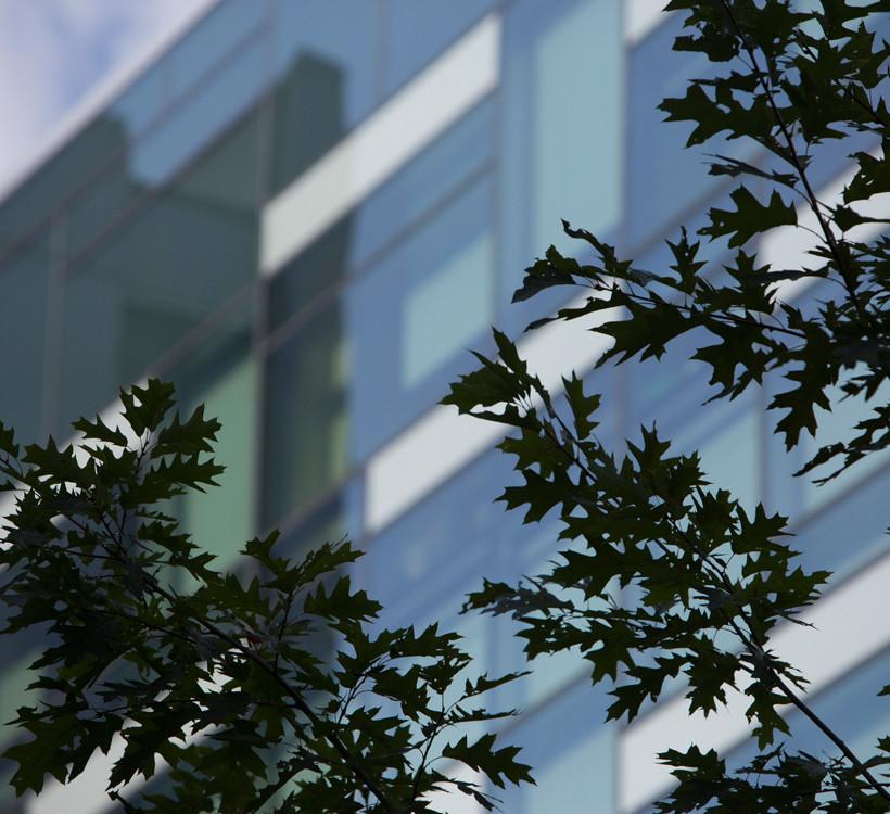 HEB with tree branches in front 
