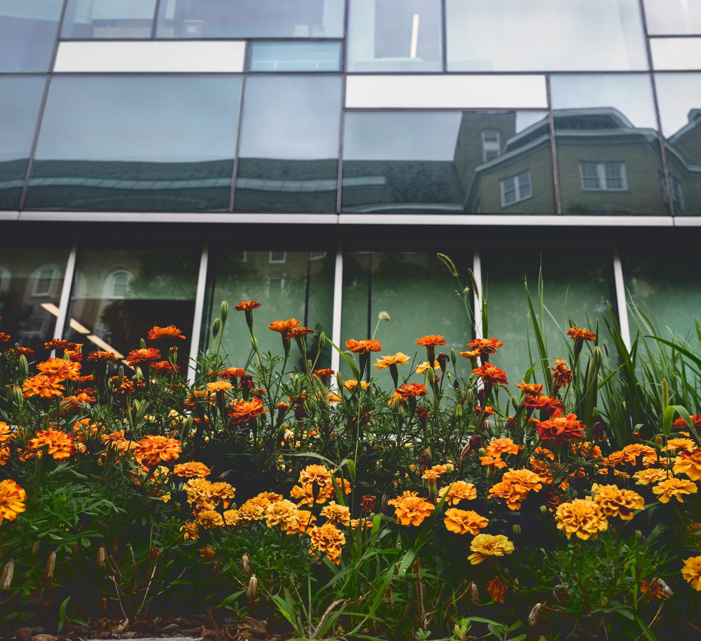 Natural Dye Garden outside of HEB