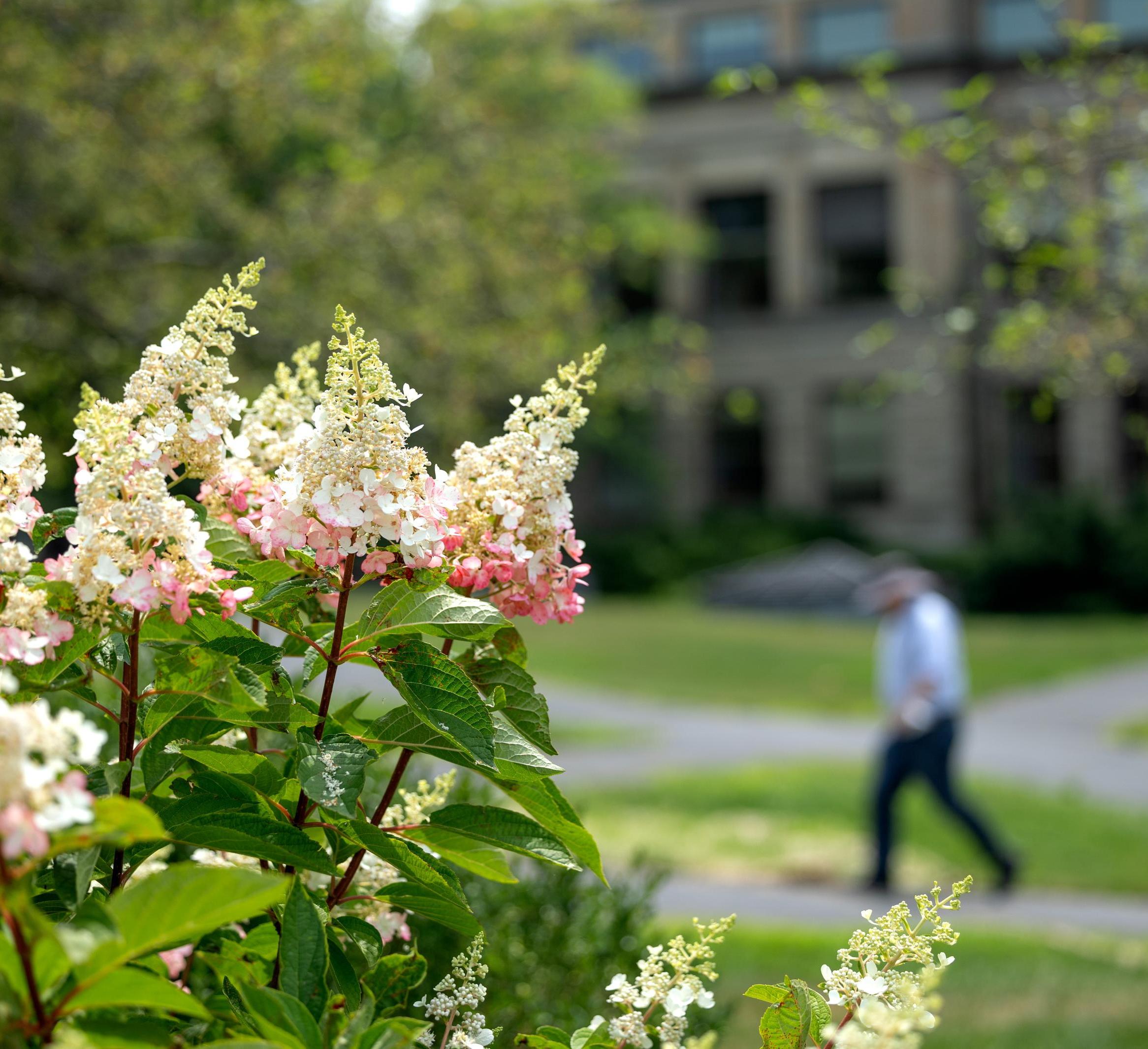 summer on campus - hyrangeas with a person in background