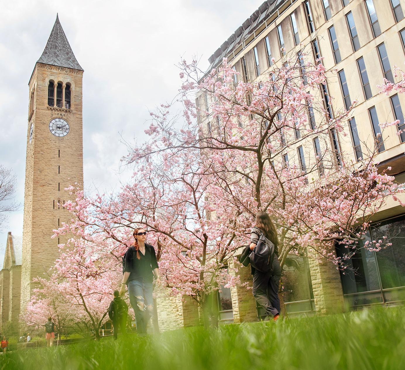 McGraw Tower and cherry blossoms
