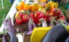 fresh vegetables at farmers market