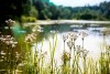 flowers and reeds in front of a lake